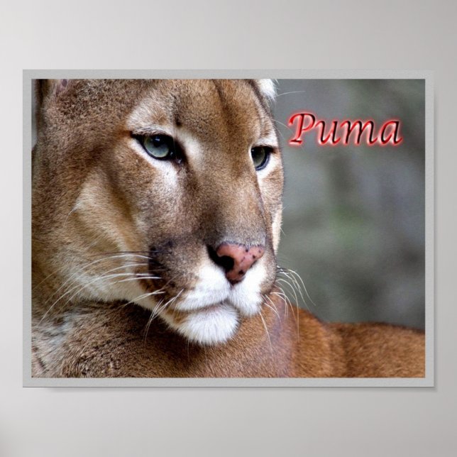 Poster Puma argentina - (Frente)