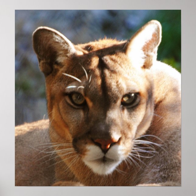 Poster Puma Closeup (Frente)