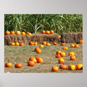 Póster Pumpkins, Milho e Fotografia de Colheita de outono