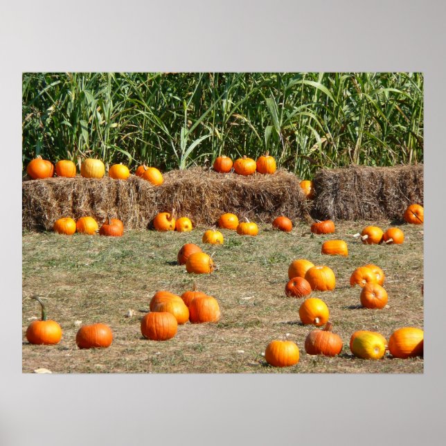 Póster Pumpkins, Milho e Fotografia de Colheita de outono (Frente)