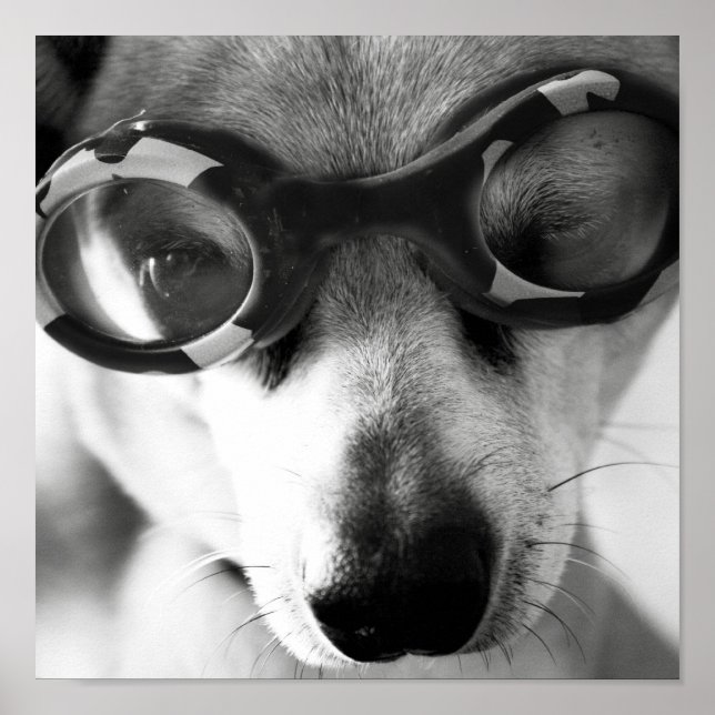 Poster pup gilada (Frente)