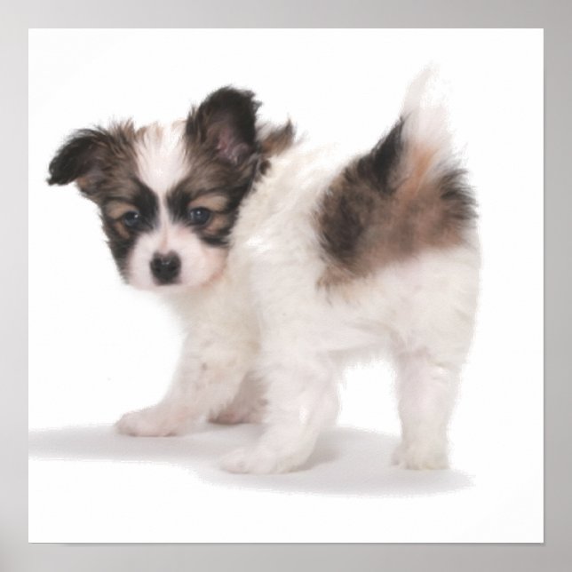 POSTER PUP PROCURANDO PELO OMBRO (Frente)