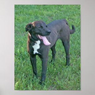 Poster Pup Pup Rindo