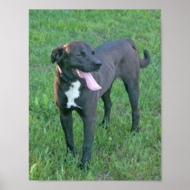 Poster Pup Pup Rindo (Frente)