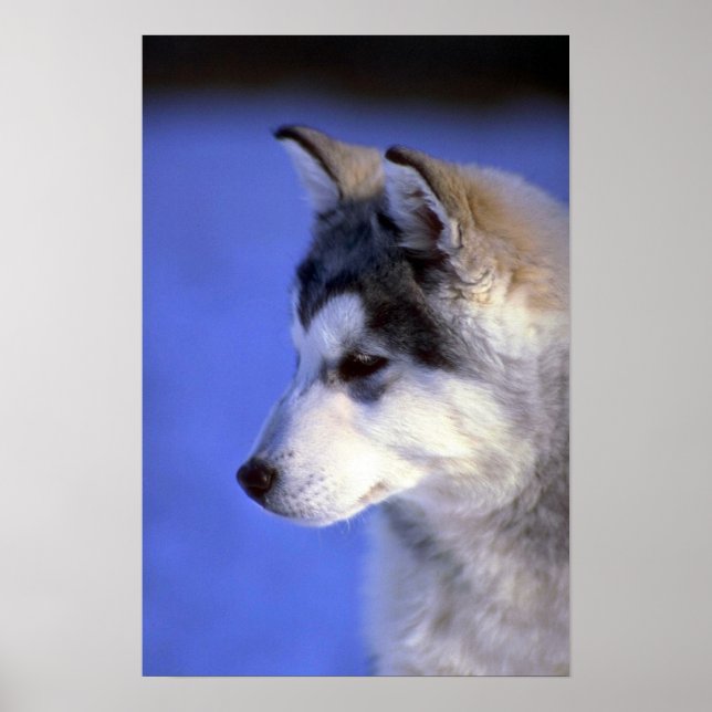Póster Pup Siberiano Husky (Frente)