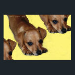 PÓSTER PUPNOSE<br><div class="desc">Pupnosis Art Impressão com chiweenie pop art</div>