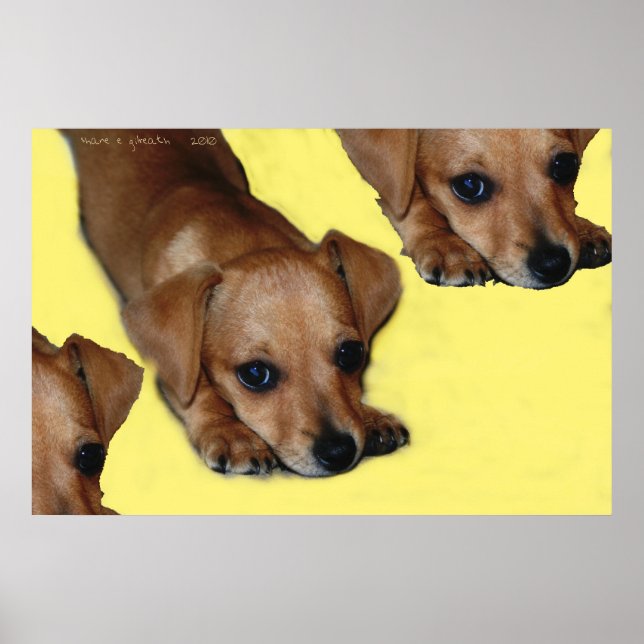 PÓSTER PUPNOSE (Frente)