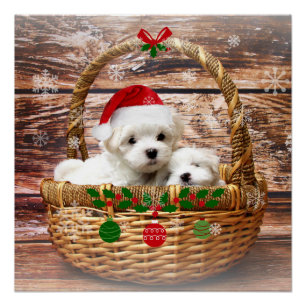 Póster Puppies de Natal, adorável.