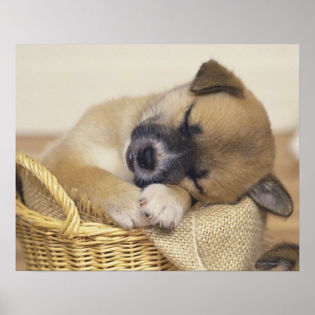 Póster Puppy 3 (Frente)