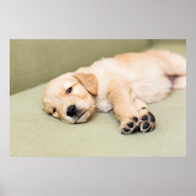 Poster Puppy Deitado No Sofá (Frente)