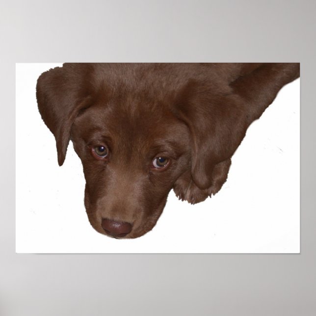 Poster Puppy Love (Frente)