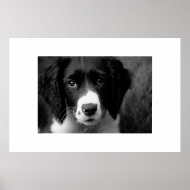 Poster Puppy Love (Frente)