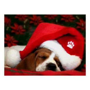 Póster Puppy pacata