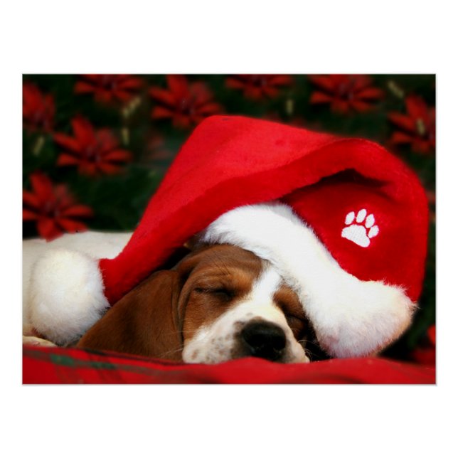 Póster Puppy pacata (Frente)