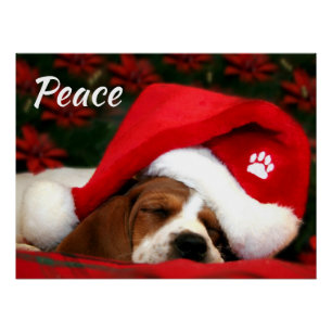 Póster Puppy Pacífico Com Texto