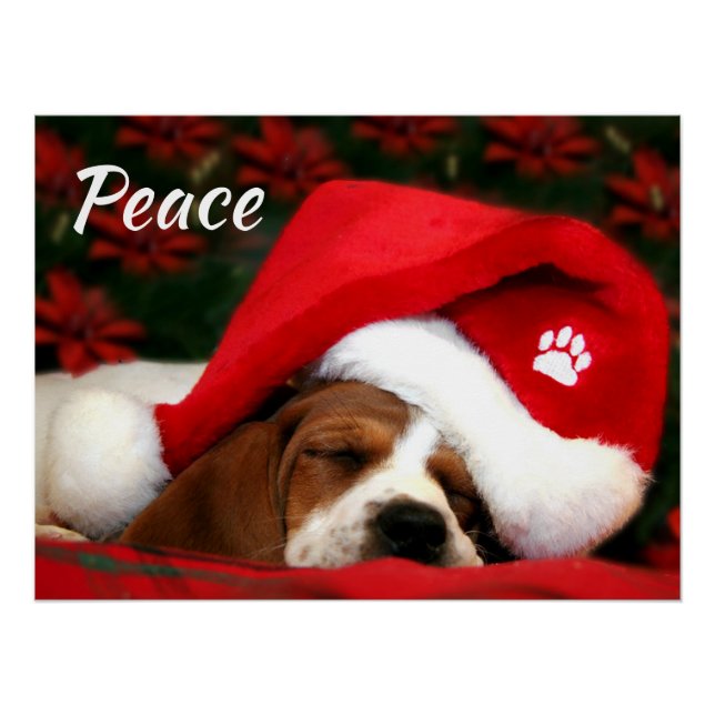 Póster Puppy Pacífico Com Texto (Frente)