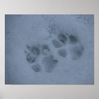 Poster Puppy Paw Prints in Snow (Impressões de pãozinho n
