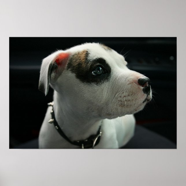 Póster Puppy Pit Bull T-Bone (Frente)