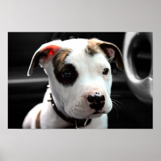 Poster Puppy Pit Bull T-Bone