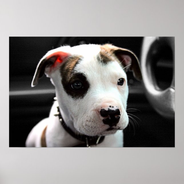 Poster Puppy Pit Bull T-Bone (Frente)