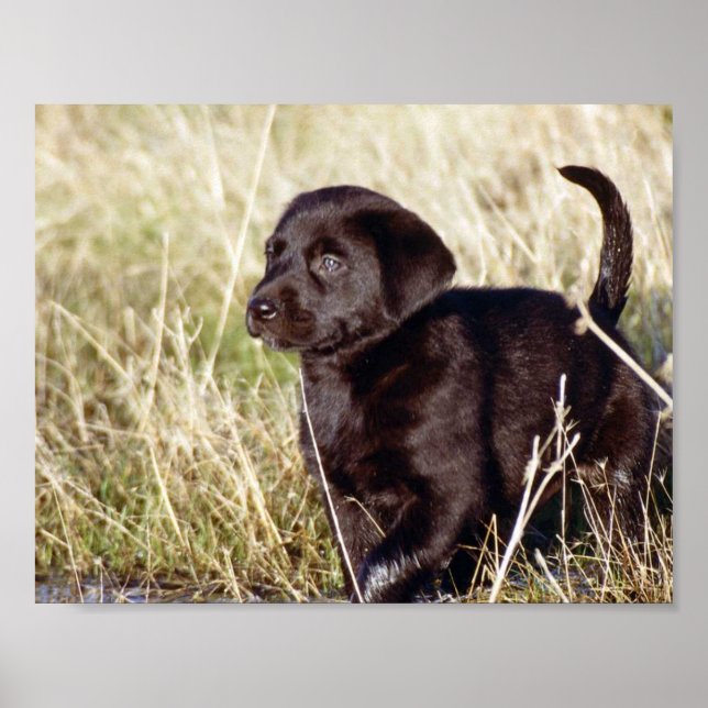 Poster Puppy preto (Frente)