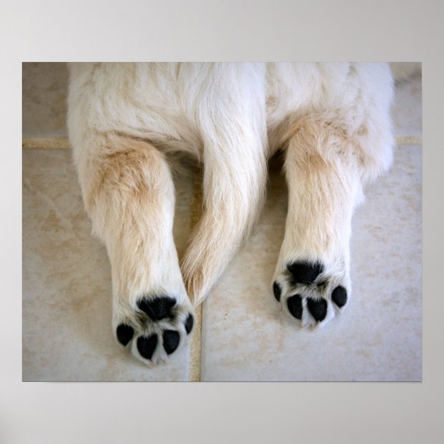Poster Puppy Toes do ouro Retriever (Frente)