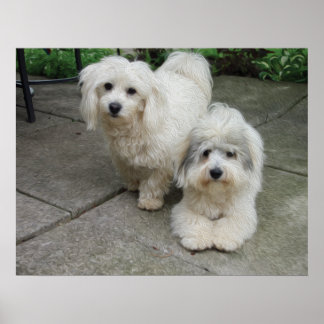 Póster Pups em óleo