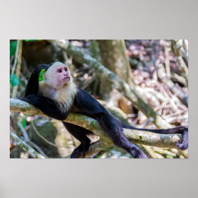 Poster Pura vida para macaco capuchinho branco (Frente)