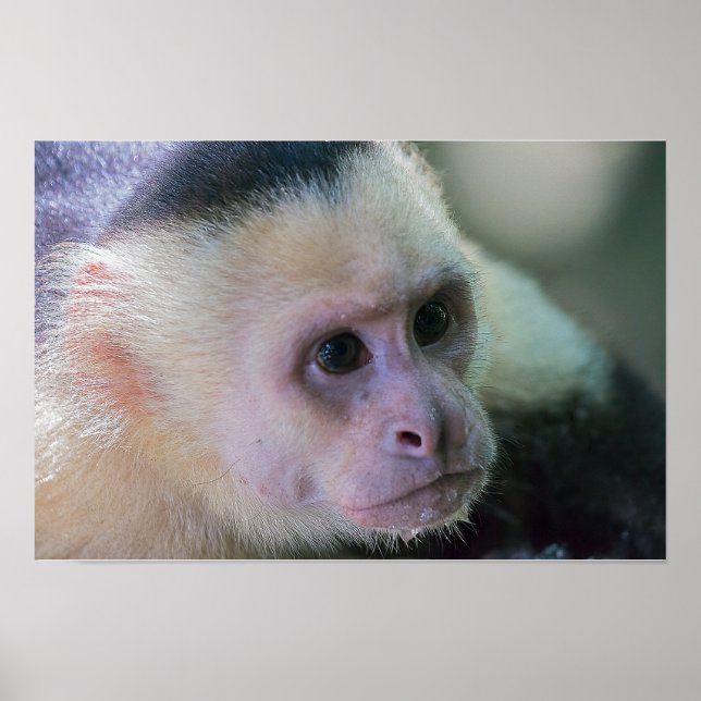 Poster Pura vida para macaco capuchinho de cabeça branca (Frente)