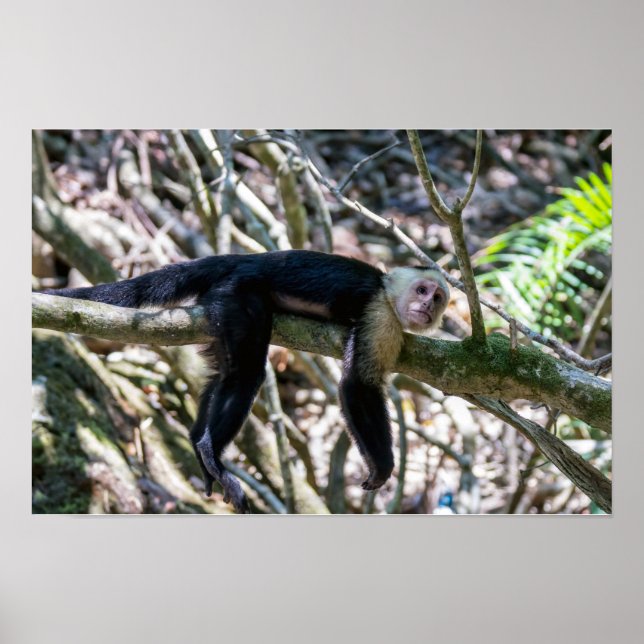 Poster Pura vida para macaco capuchinho de cabeça branca (Frente)