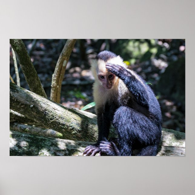 Poster Pura vida para macaco-capuchinho-de-crista-branca (Frente)