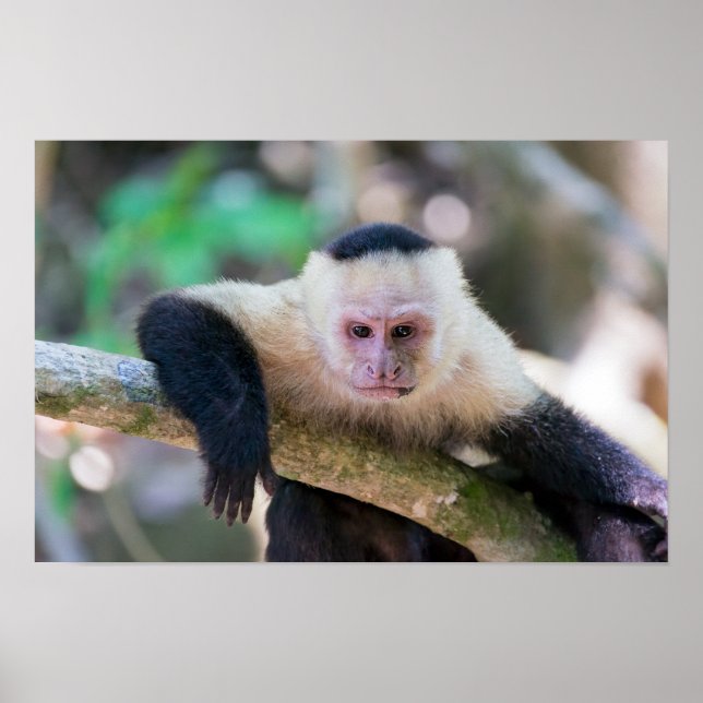 Poster Pura vida para macaco-capuchinho-de-crista-branca (Frente)