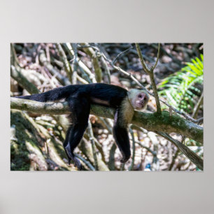 Poster Pura vida para macaco-prego