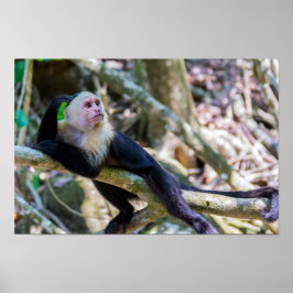 Poster Pura vida para macaco-prego branco