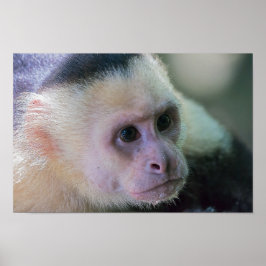Poster Pura vida para macaco-prego branco
