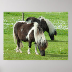 Poster Purebred Shetland Paint Ponies