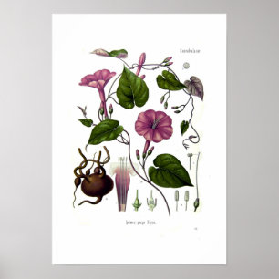 Póster Purga de Ipomea (jalap)