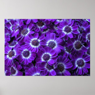 Póster Purple Cineraria