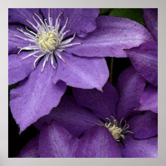 Poster Purple Clematis