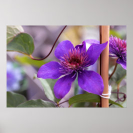 Poster Purple Clematis Flower