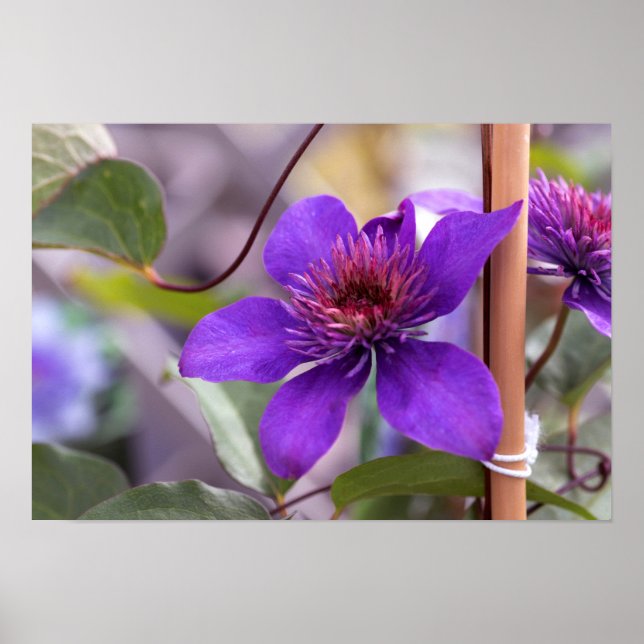 Poster Purple Clematis Flower (Frente)