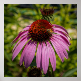 Poster Purple Coneflower