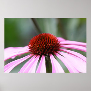 Póster Purple Coneflower Print