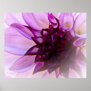 Poster Purple Dahlia