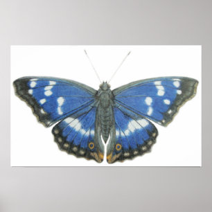 Poster Purple Emperor 2012