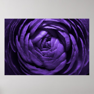 Poster Purple Flower Macro Shot