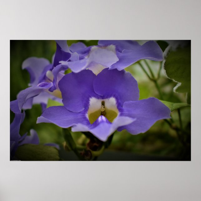 Poster Purple & Green (Frente)