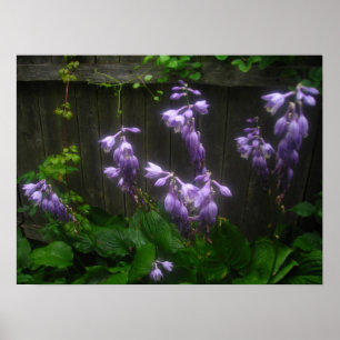 Poster purple hosta bells