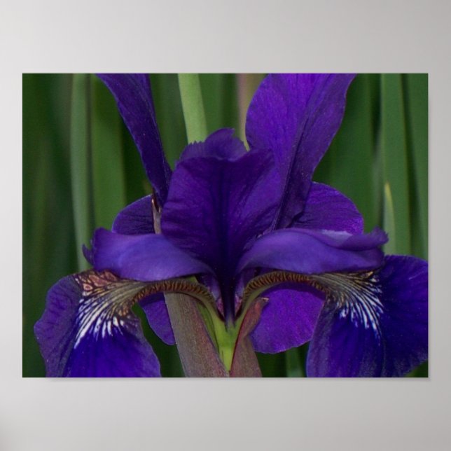 Póster Purple Iris (Frente)