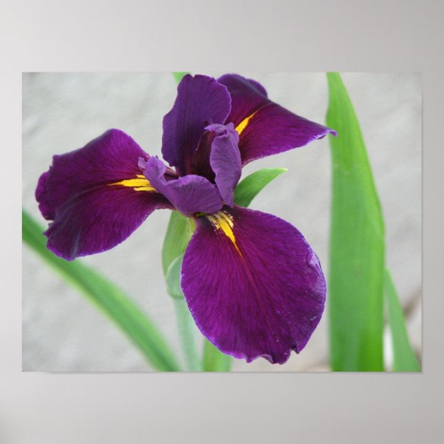Póster Purple Iris (Frente)
